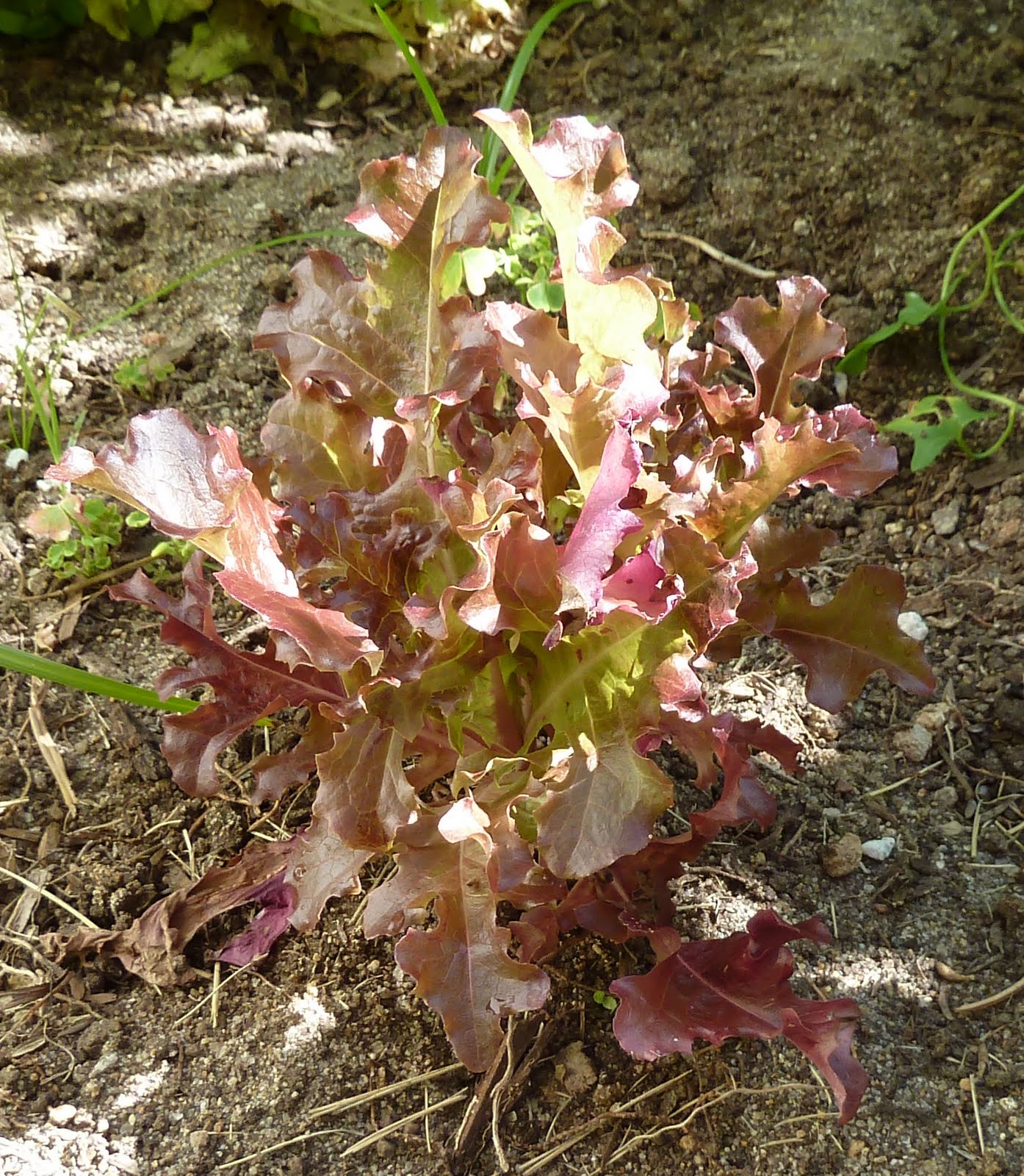 Observations Bolting Lettuce
