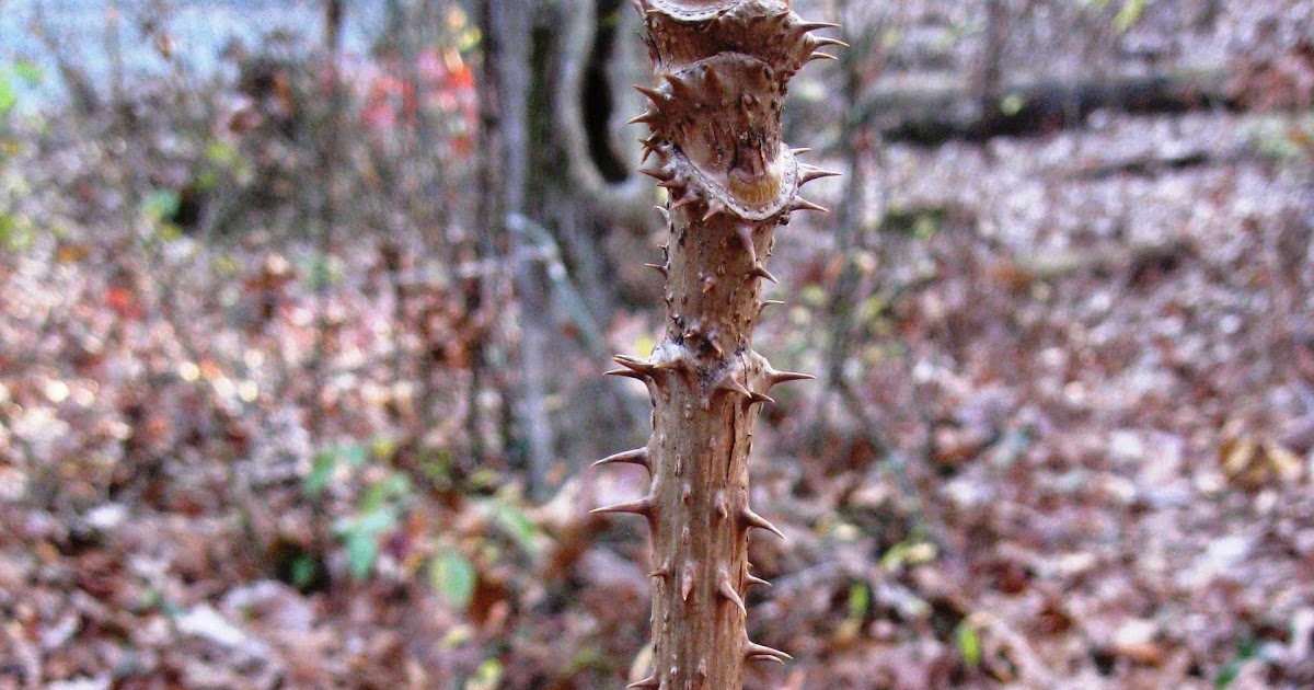 Capital Naturalist by Alonso Abugattas The Devil's Walkingstick