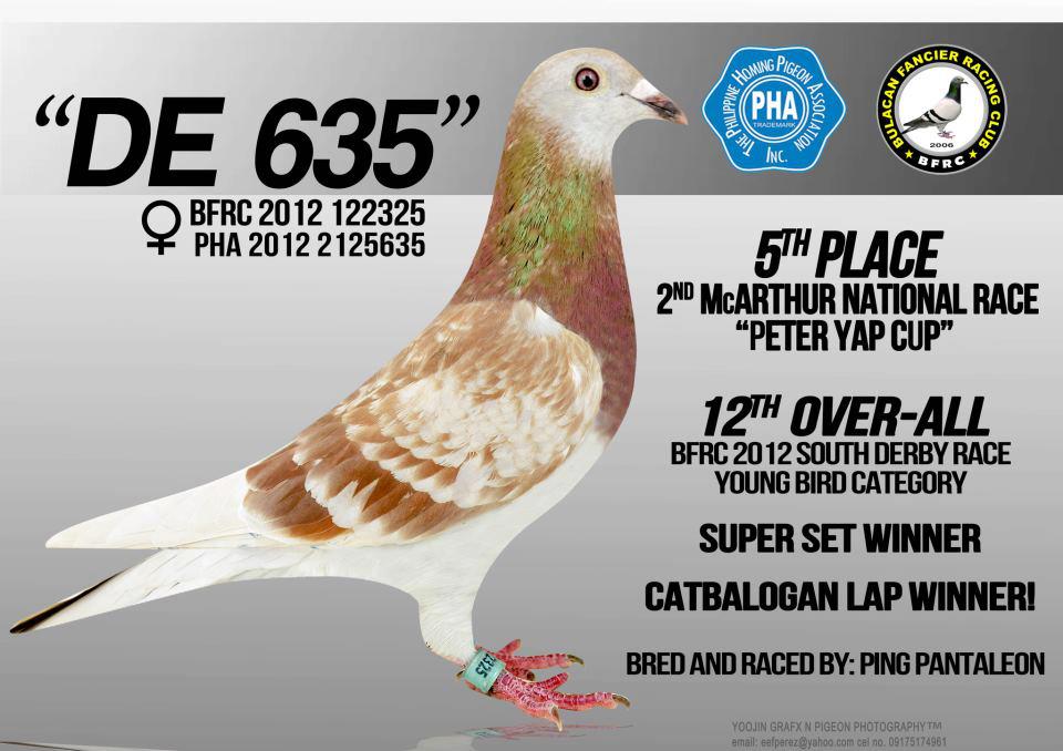 Pigeon Racing Pha