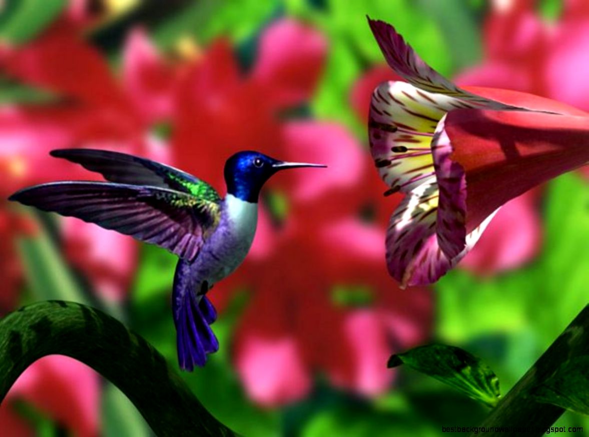 hummingbird hd wallpapersfly hummingbird hd wallpapersfly