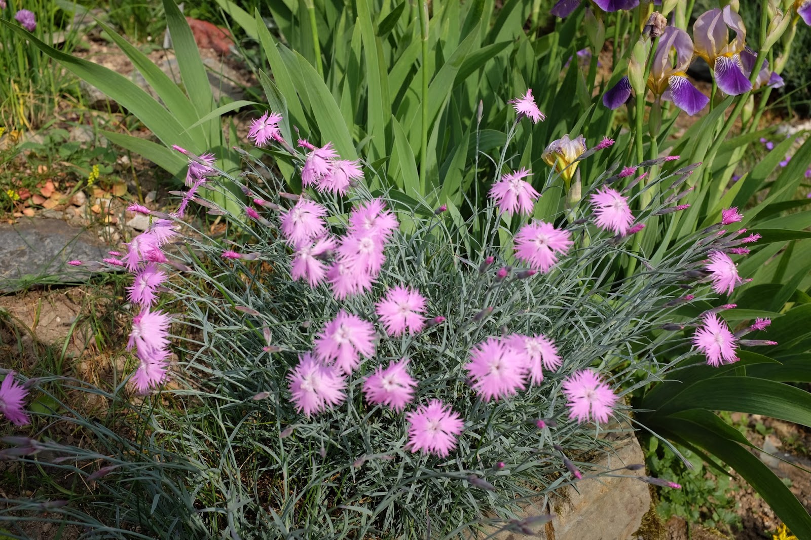 Rosina S Allerlei Hauswurz Ich Mag Sie