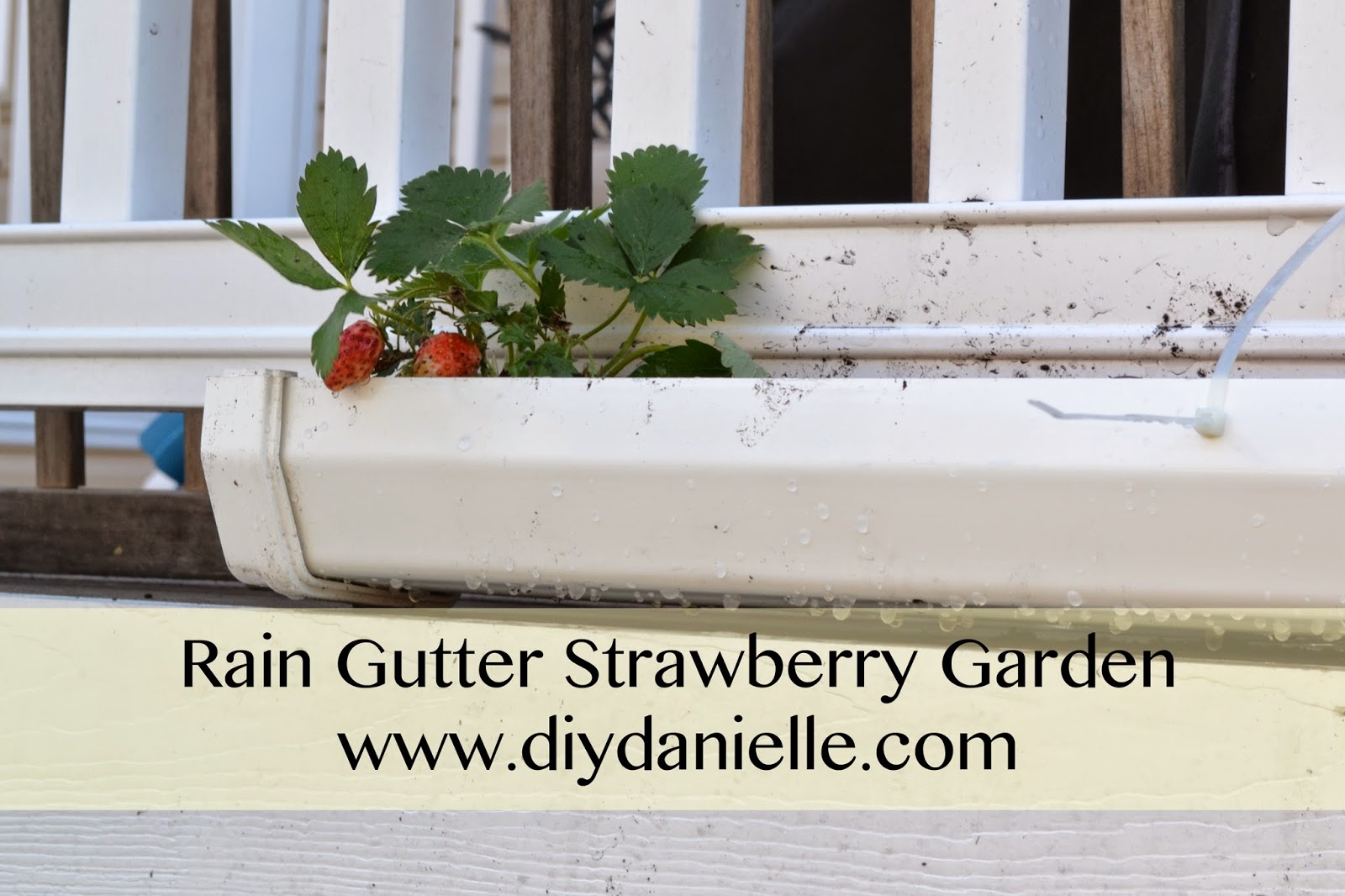 Strawberries in the Gutters DIY Danielle