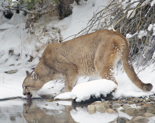 Bc Mountain Lion