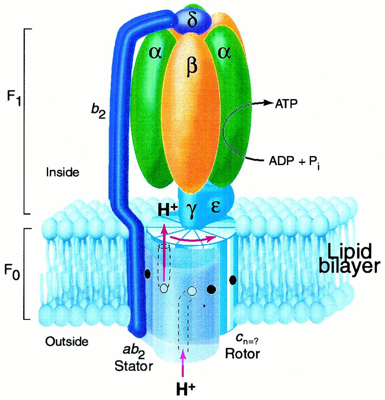 Ciencias de Joseleg Síntesis de ATP por parte de la mitocondria