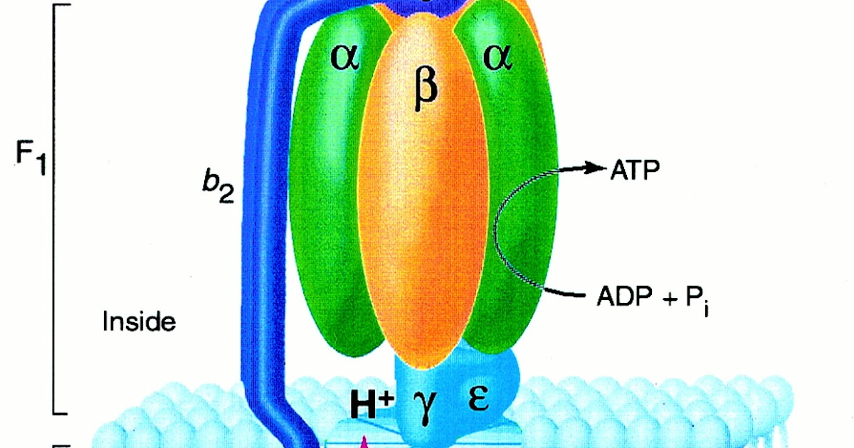 Ciencias de Joseleg Síntesis de ATP por parte de la mitocondria