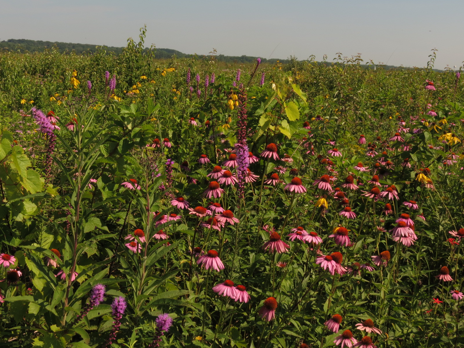Weedpicker's Journal Huffman Prairie at Wright's Flying Field in Dayton