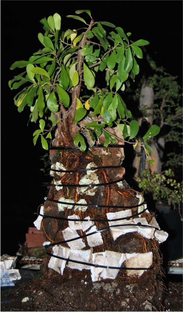 LENNARD'S BONSAI BEGINNINGS. Experimental root over rock/root clinging to rock technique.