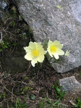 Pulsatilla Alpina (Anemone sulfurea)