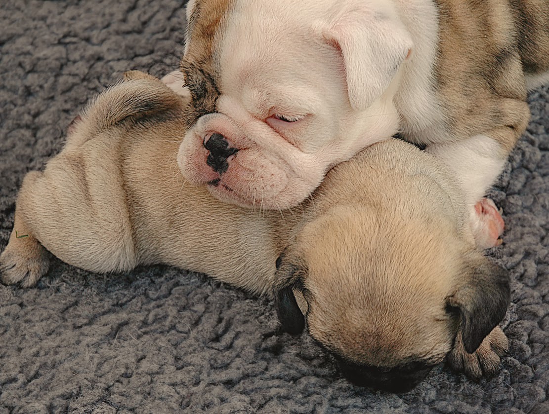 Spiegelglanz Blogspot Com Den Kopf Nicht Hangen Lassen