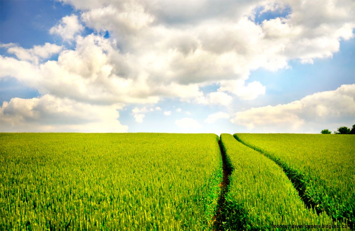 Summer Field by hquer on DeviantArt Summer Field by hquer on DeviantArt