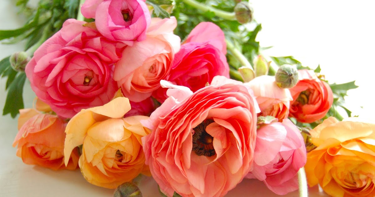 Ranunculus | HD Wallpapers (High Definition) | Free Background