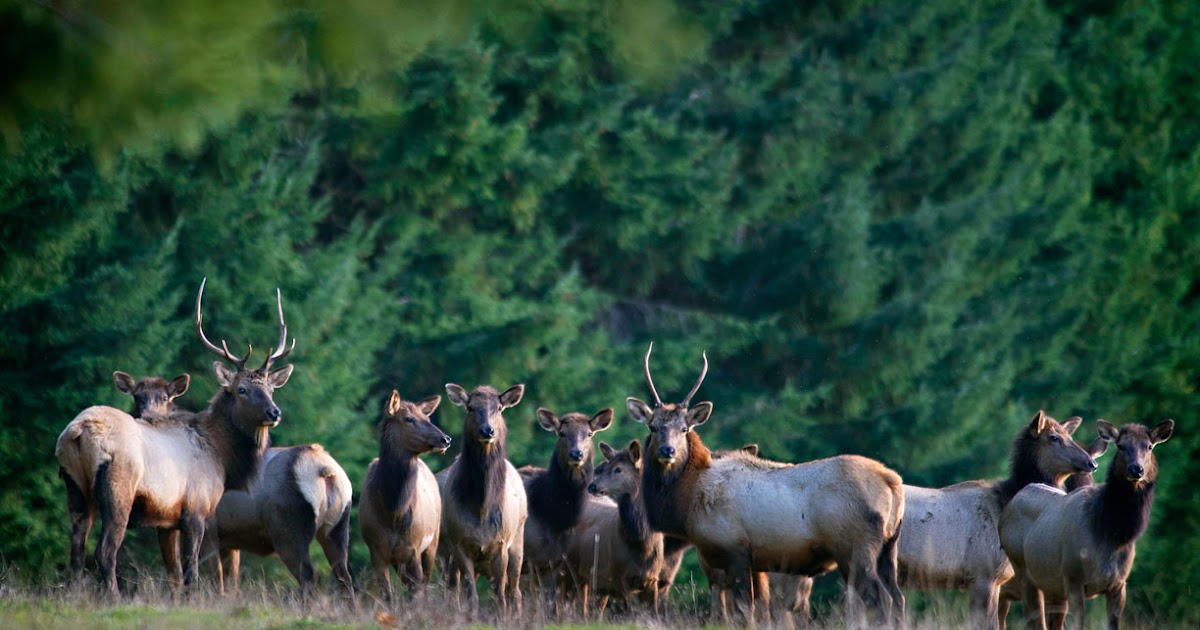Robin Loznak Photography Roosevelt elk in Oregon