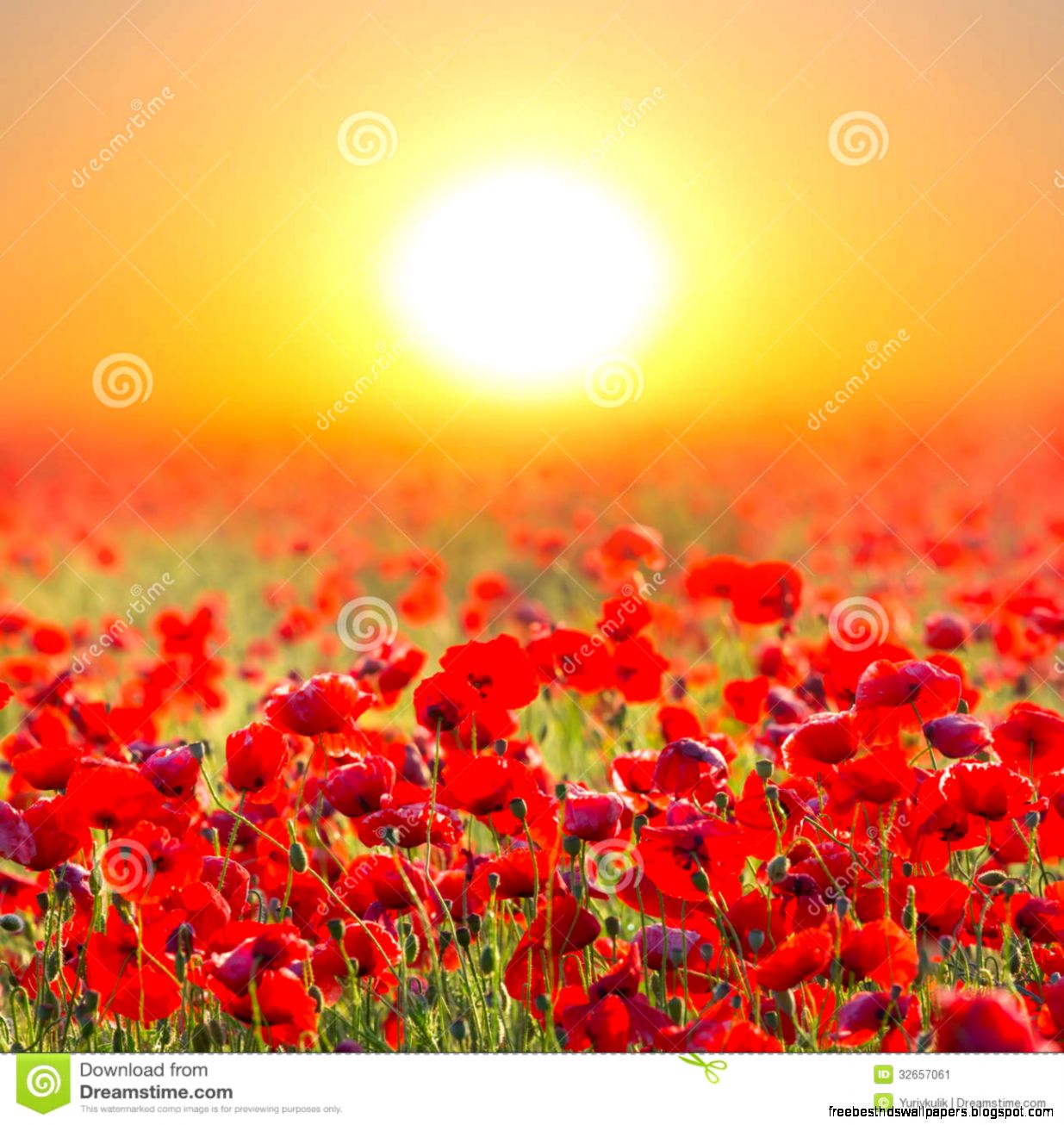 Red Poppy Field At Stock Image Image 32657061 Red Poppy Field At Stock Image Image 32657061