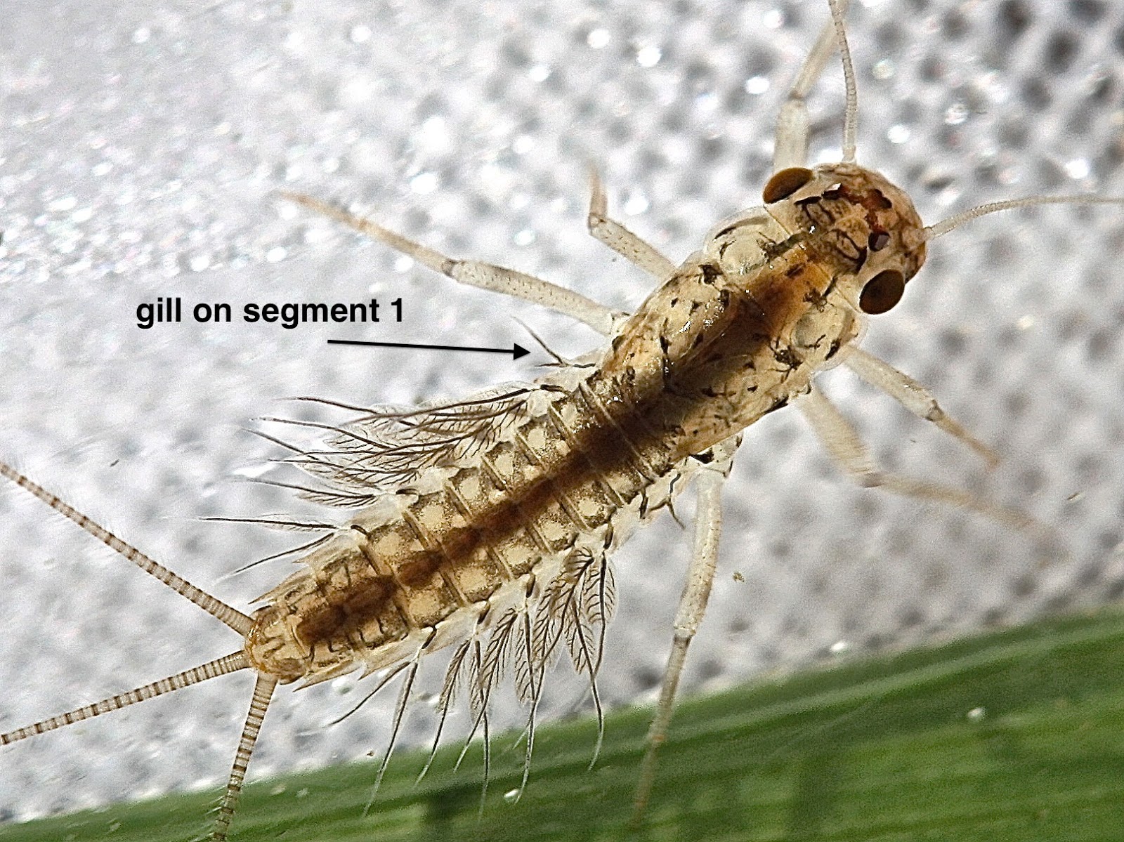 Aquatic Insects of Central Virginia It was something about the gills
