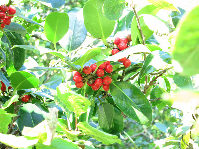 Red holly berries with prickle-less leaves