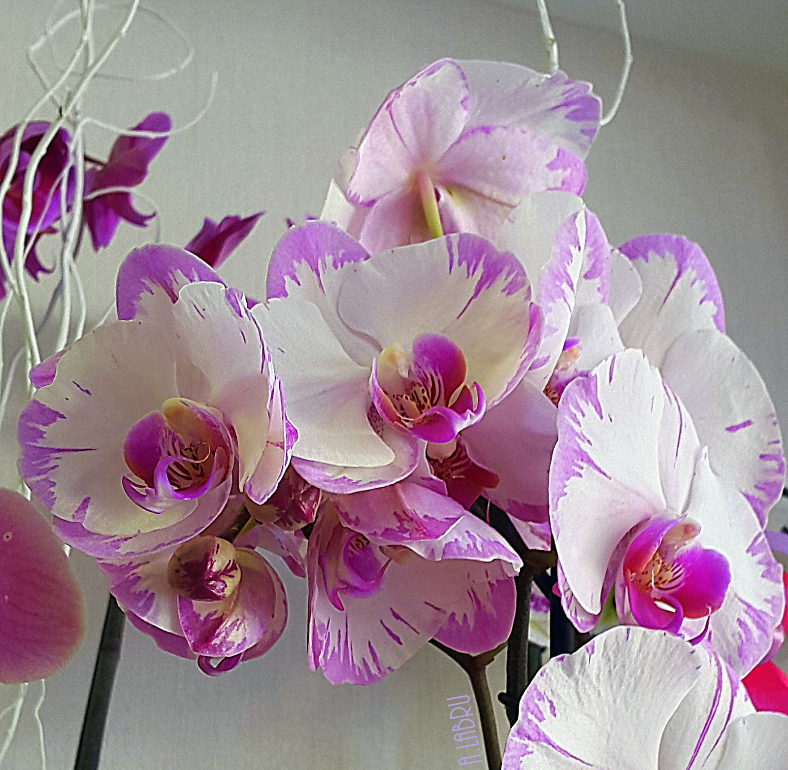 - Orchid -