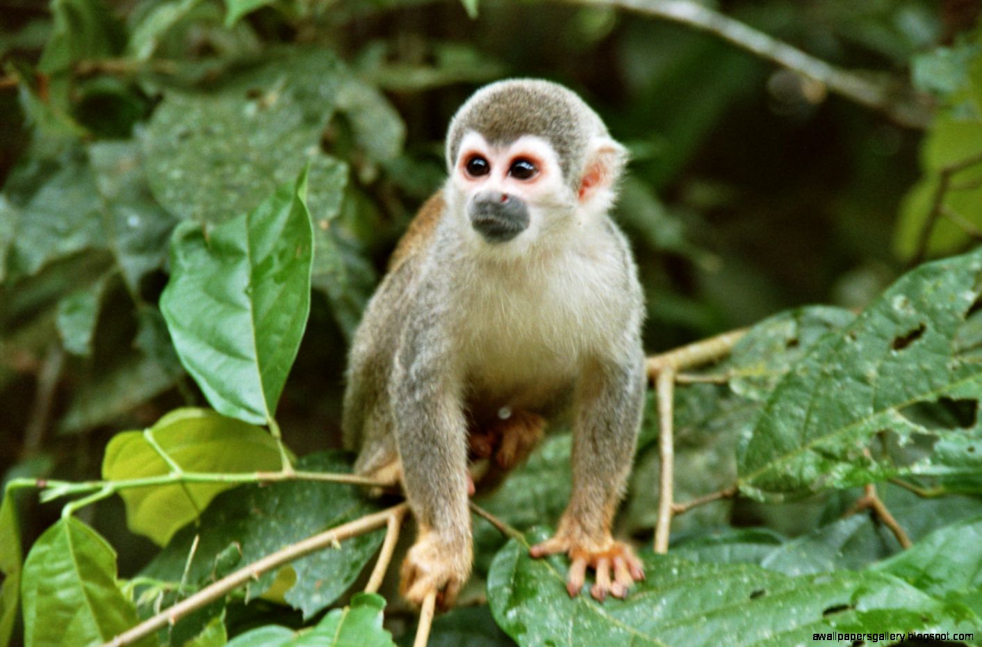 Pictures Liana Lodge Amazon soft adventure Ecuador Amazon Pictures Liana Lodge Amazon soft adventure Ecuador Amazon