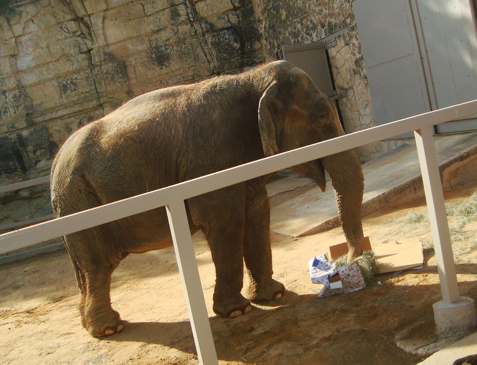 There's Magic Out There The San Antonio Zoo gets in the Holiday spirit!