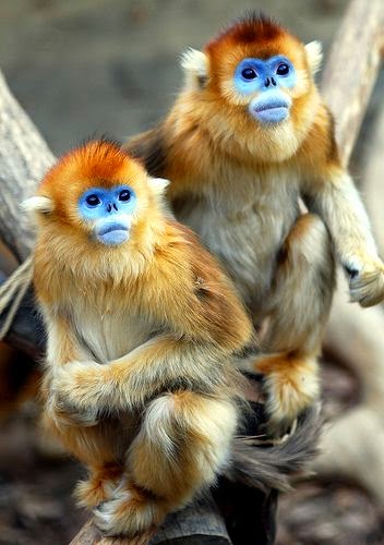 List of Pictures: Golden snub-nosed monkey