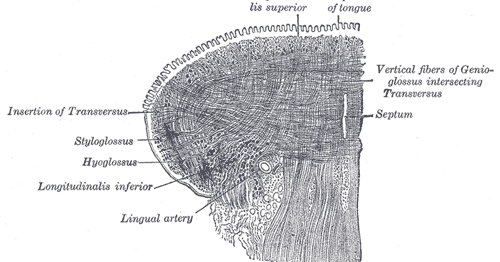 New Voice, New Career: Anatomy and Physiology series: Tongue musculature