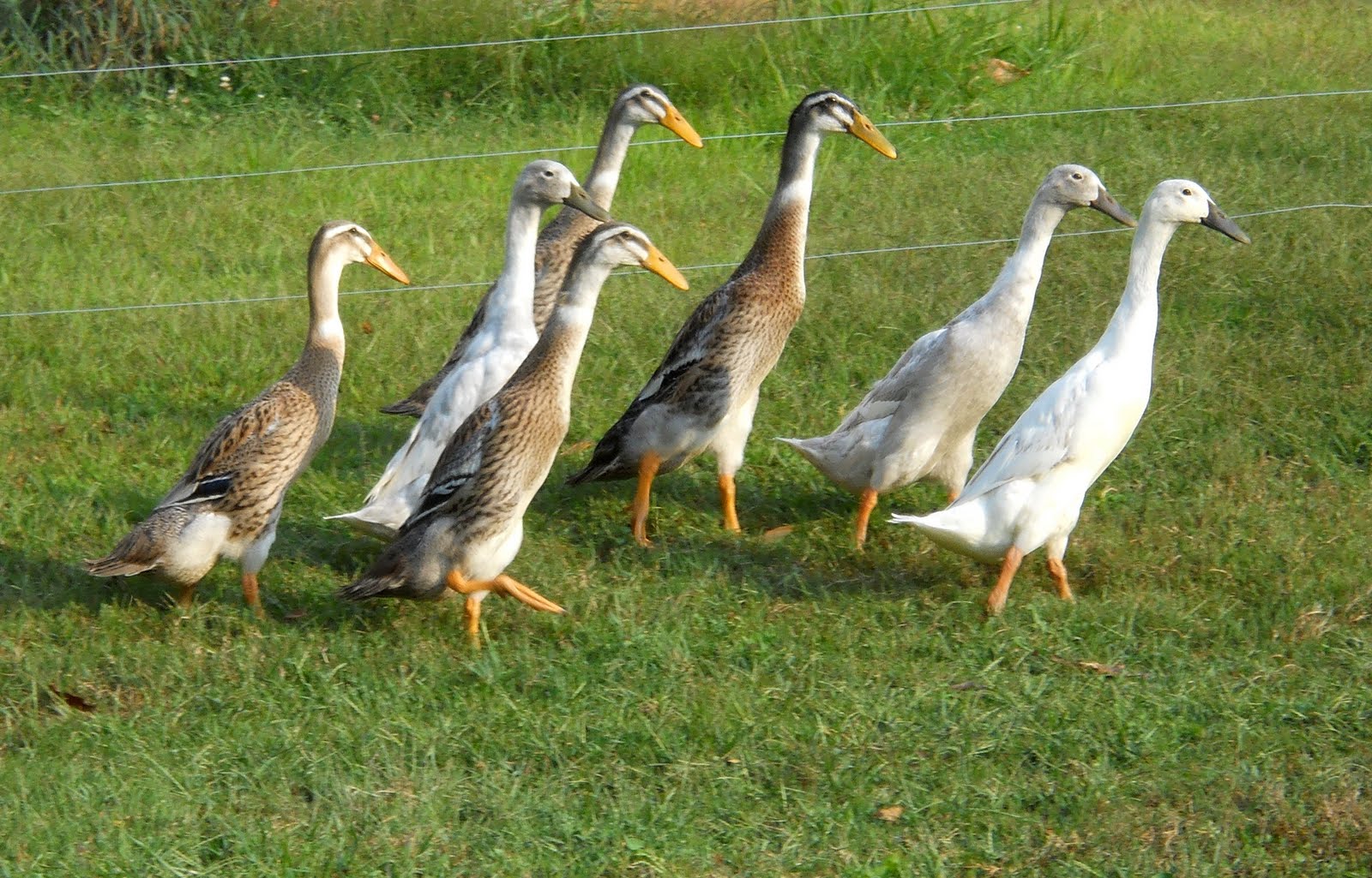 Bluestone River Farm Trout and Silver Indian Runner Ducks.