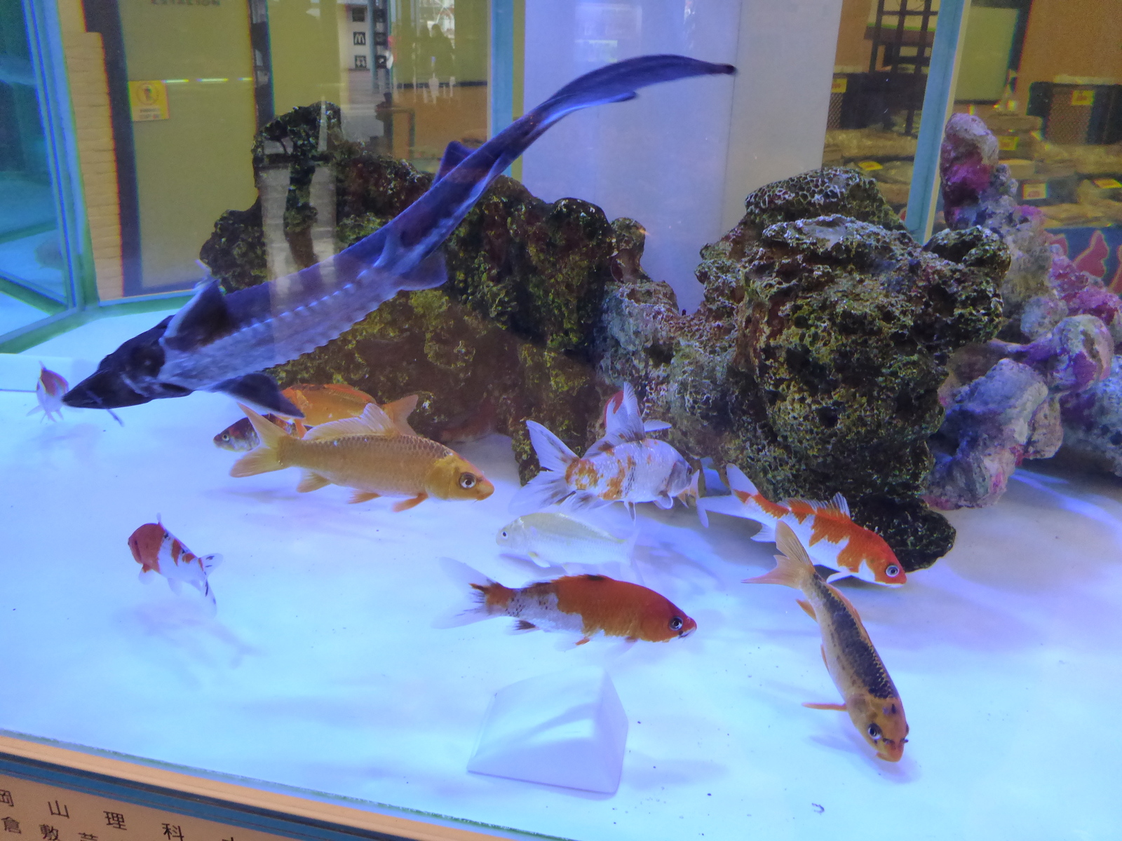 山と兎 金魚と熱帯魚が一緒に泳ぐ水槽