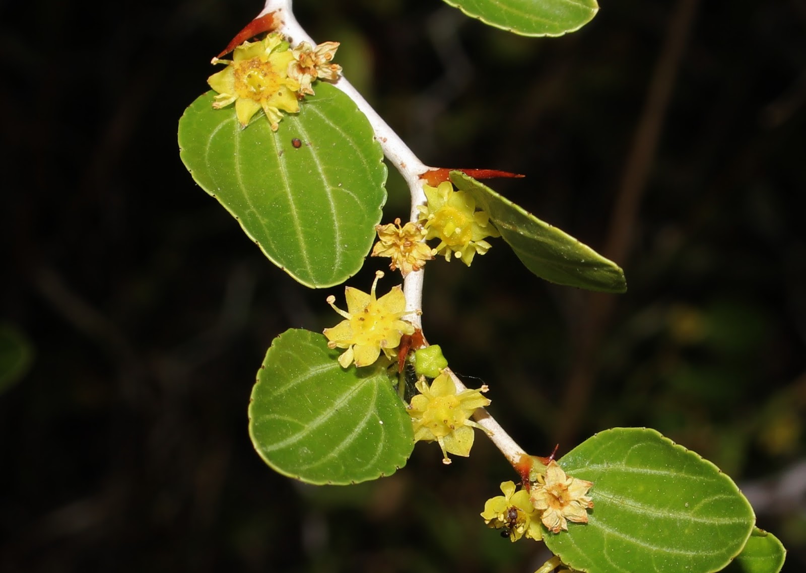 Biodiversity of Cyprus by NGO Protection of the Natural Heritage and