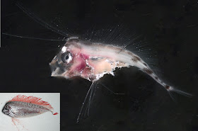 Larval ribbonfish