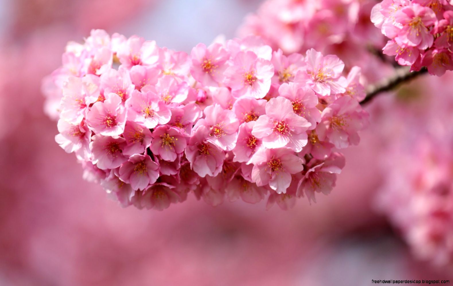 Cherry Branch Flowers Petals Pink 6944342 Cherry Branch Flowers Petals Pink 6944342