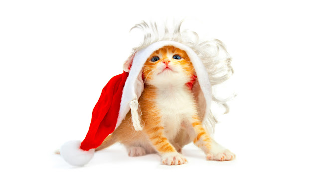 merry-christmas_cat-wallpapers02jpg
