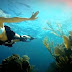 O maravilhoso mundo no fundo do oceano, e seus fantásticos habitantes