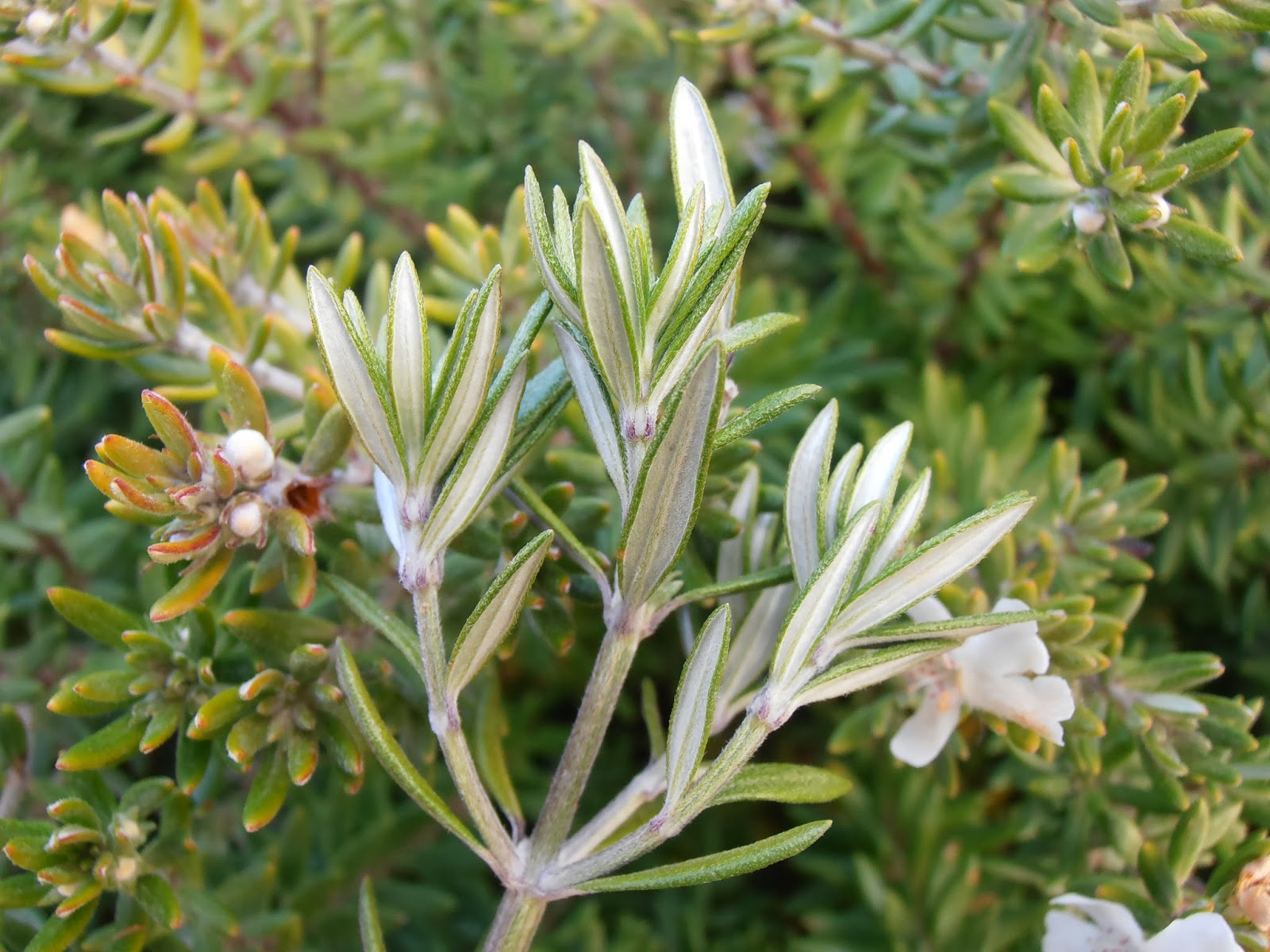 ROMERO AUSTRALIANO Westringia fruticosa Plantas rioMoros