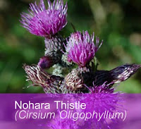 Cirsium Oligophyllum