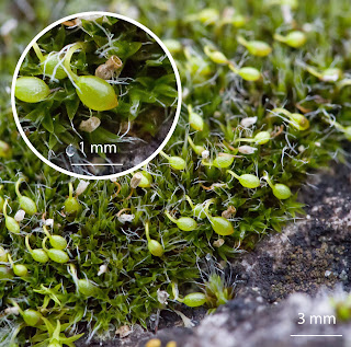 Musgo Grimmia orbicularis de la familia Grimmiaceae con esporofito