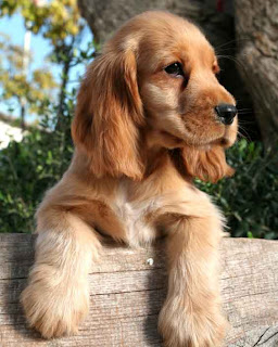 american cocker spaniel dogs pictures