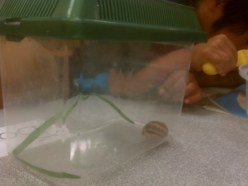 PlayBased Classroom Our New Classroom Pet Snails