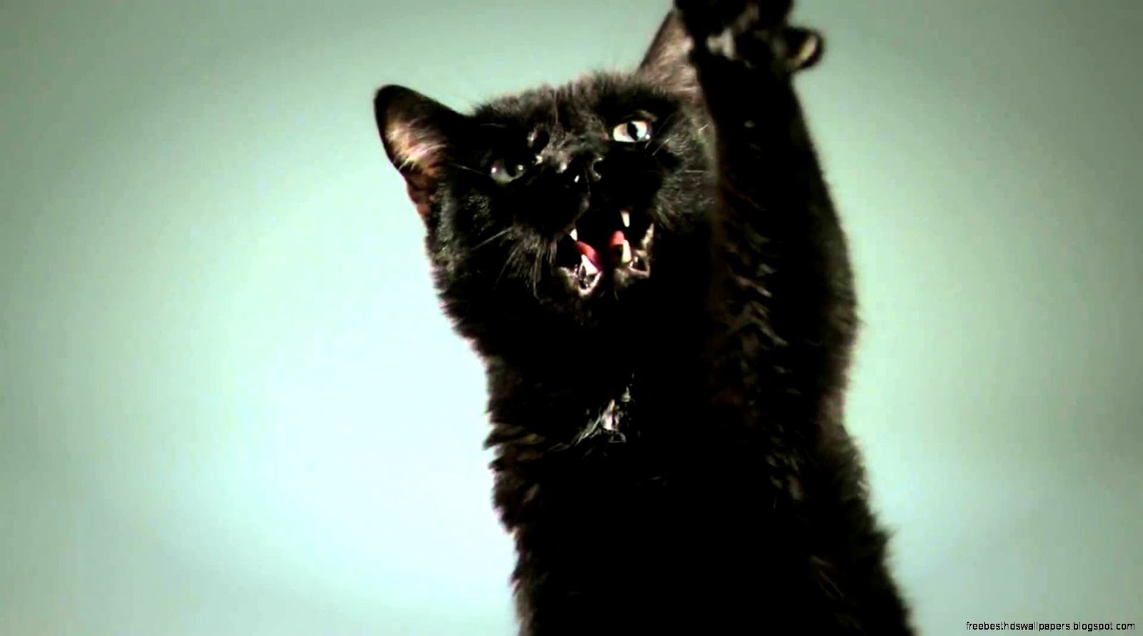 Black Cat vs Black Panther   YouTube Black Cat vs Black Panther   YouTube