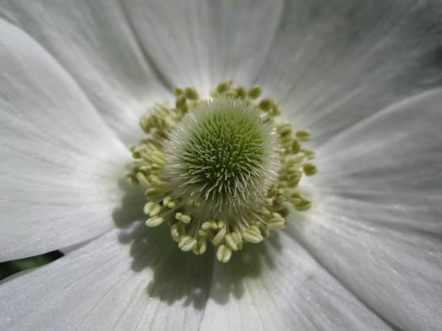 White Summer Bouquets