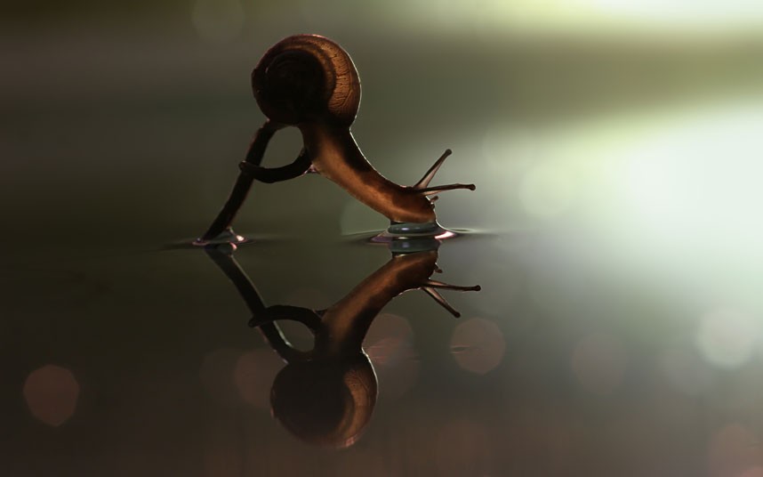 010-beautiful-photographs-of-snails-and-insect-in-the-rain-by-Vadim-Trunov-snail-drinking.jpg
