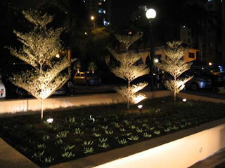 Prima Duta Community: New Bucida Trees and Japanese Roses