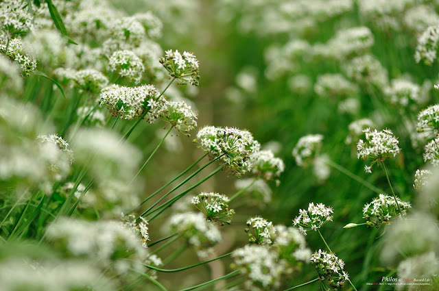 [桃園] 大溪中新里韭菜花
