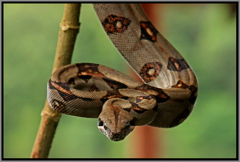 Costa Rica Touring Snakes of Costa Rica.