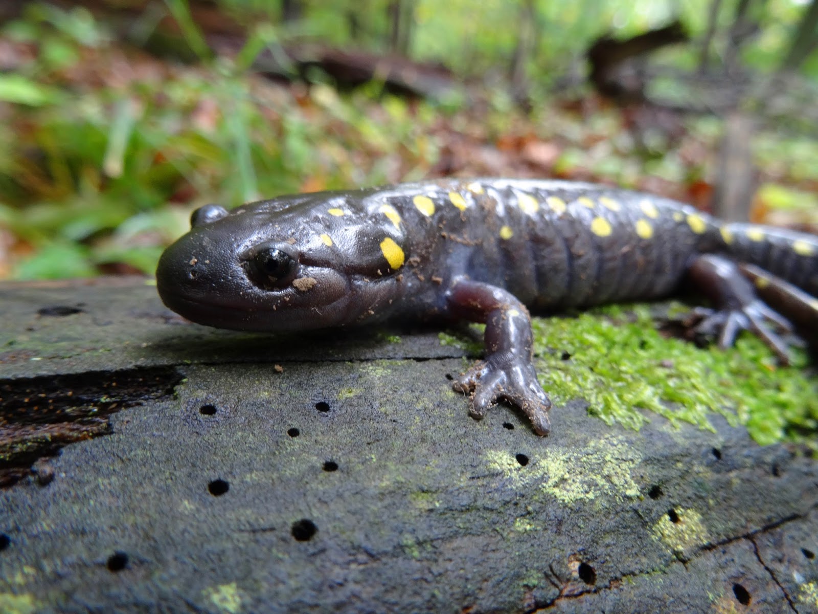 Nathan's Nature Adventure Blog Spotted and Jefferson Salamanders!