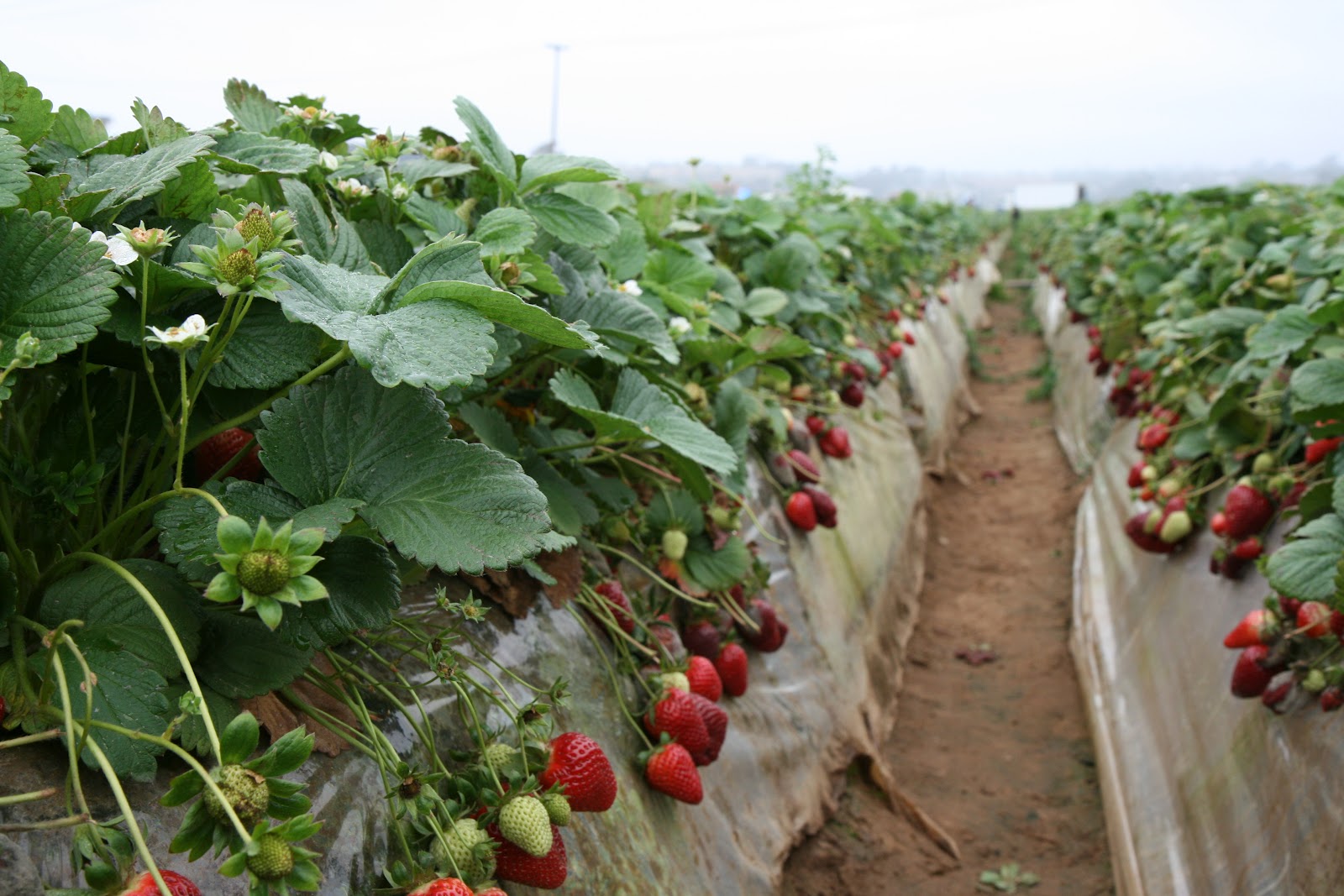 OC Mom Blog Strawberry Picking