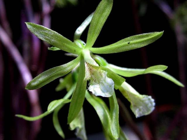Checklist des orchidées terrestres d'Australie - Page 2 Nervilia+concolor+%28Blume%29+Schltr.