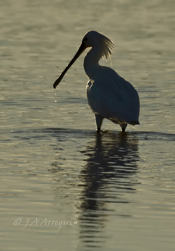 Espatula, Platalea leucorodia, Spoonbill Espatula, Platalea leucorodia, Spoonbill