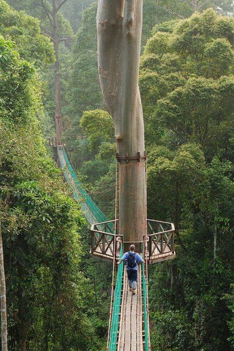 canopy walk malaysia