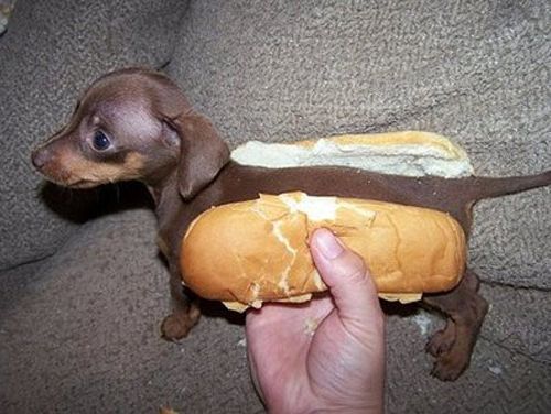 RealHotDog.jpg