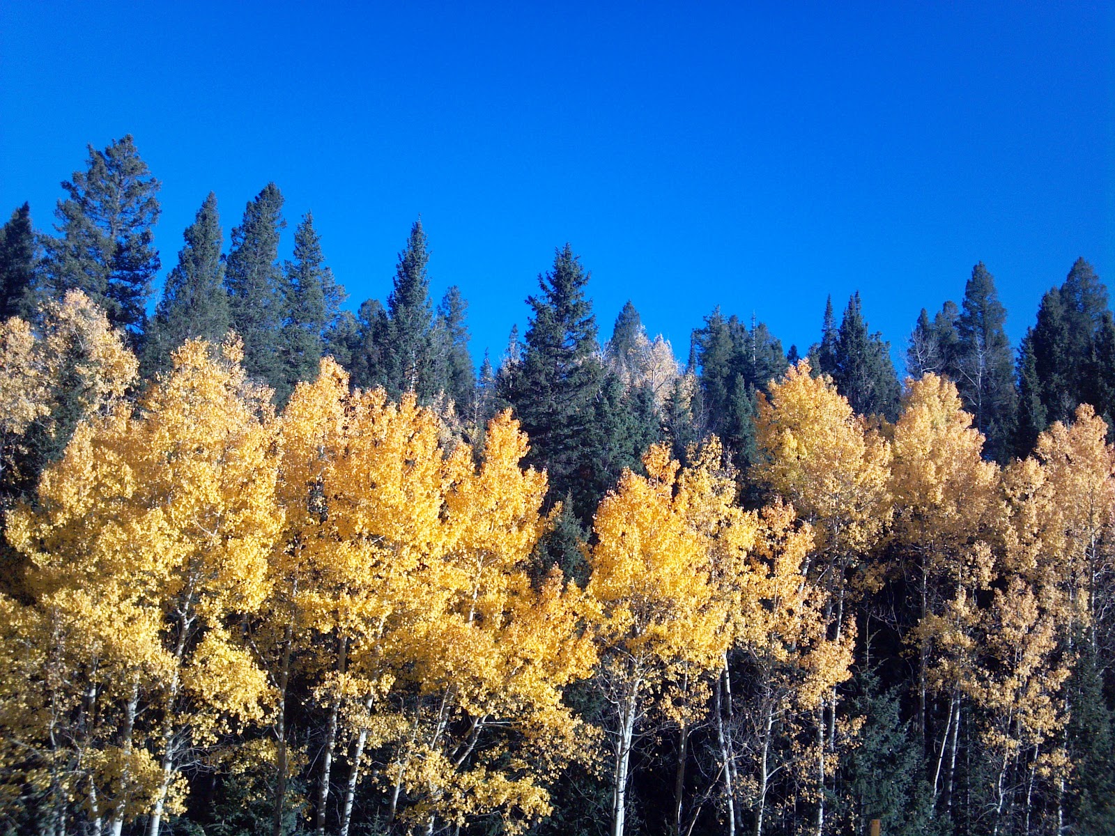 San Isabel Fall 2012 Photo Tour (Aspen, Colorado City homes, live