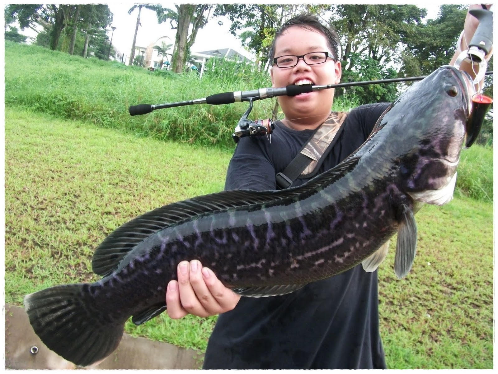 gambar ikan haruan - gambar ikan